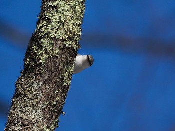 Eurasian Nuthatch Unknown Spots Mon, 2/22/2021