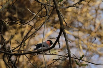 2021年2月22日(月) 早戸川林道の野鳥観察記録