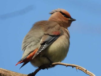 ヒレンジャク 秋ヶ瀬公園(野鳥の森) 2021年2月22日(月)