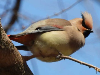 ヒレンジャク 秋ヶ瀬公園(野鳥の森) 2021年2月22日(月)