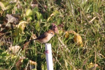 Bull-headed Shrike Watarase Yusuichi (Wetland) Wed, 1/11/2017