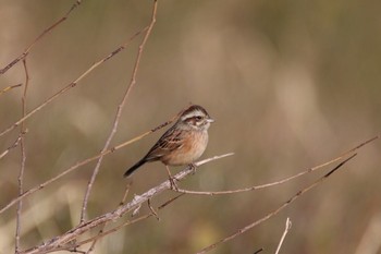 Meadow Bunting Watarase Yusuichi (Wetland) Wed, 1/11/2017