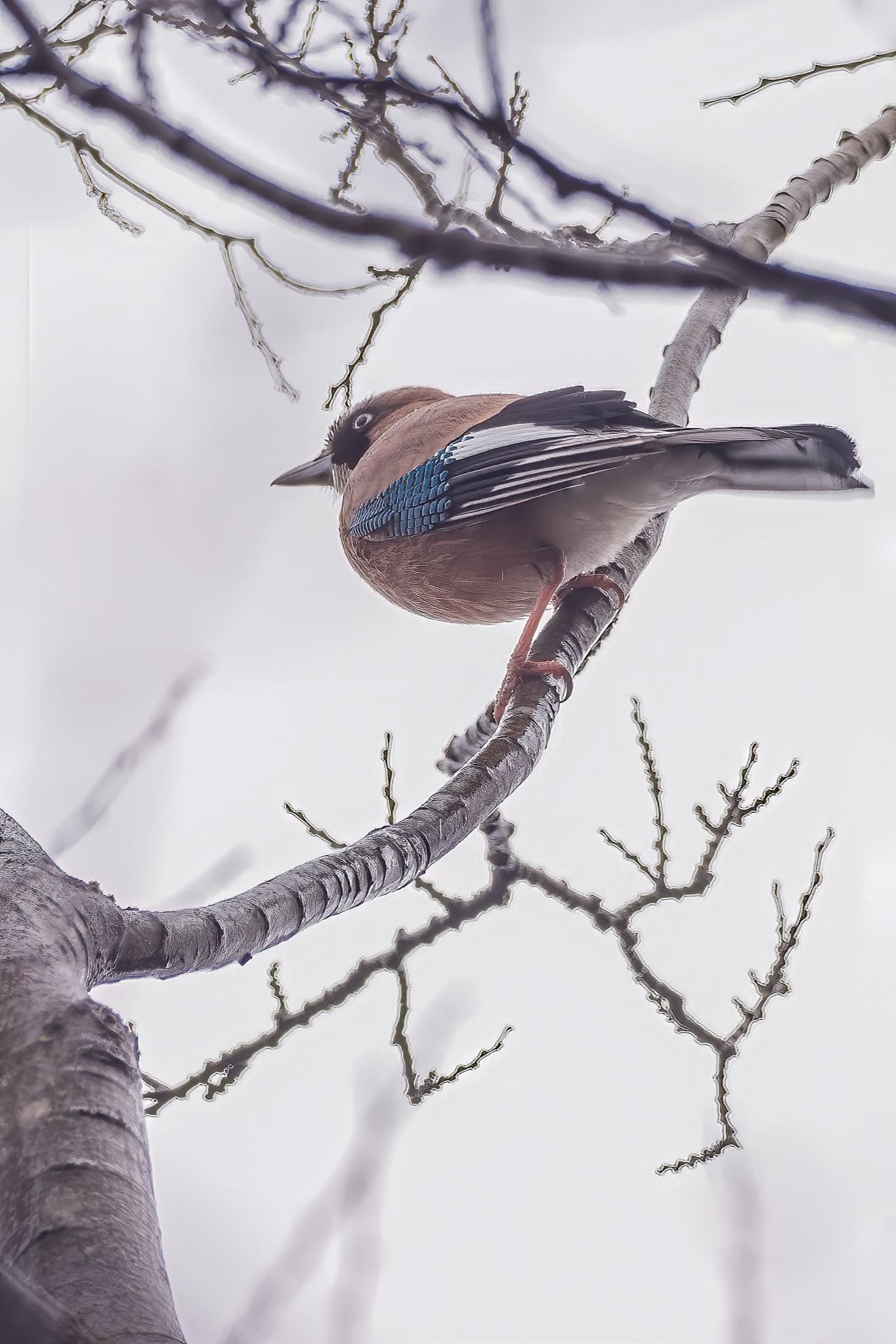 カケスの画像 by wildbirds_1961