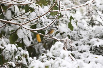 2017年1月15日(日) 牧野が池公園の野鳥観察記録