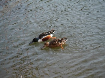 2021年2月23日(火) 三ツ池公園(横浜市鶴見区)の野鳥観察記録