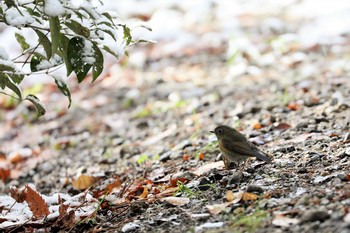 Red-flanked Bluetail Unknown Spots Sun, 1/15/2017