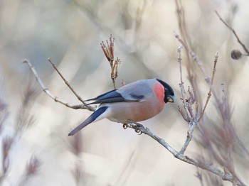 2021年2月22日(月) 六甲山の野鳥観察記録
