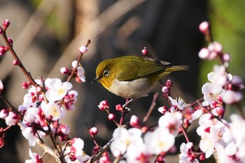 Warbling White-eye Ukima Park Tue, 2/23/2021