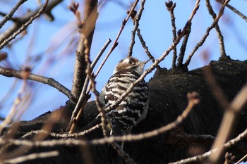 Japanese Pygmy Woodpecker Ukima Park Tue, 2/23/2021