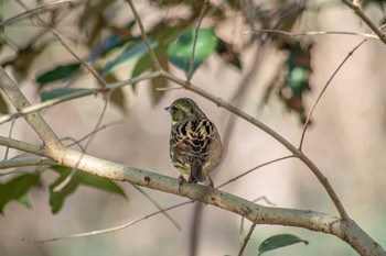 アオジ 馬見丘陵公園 2021年2月23日(火)