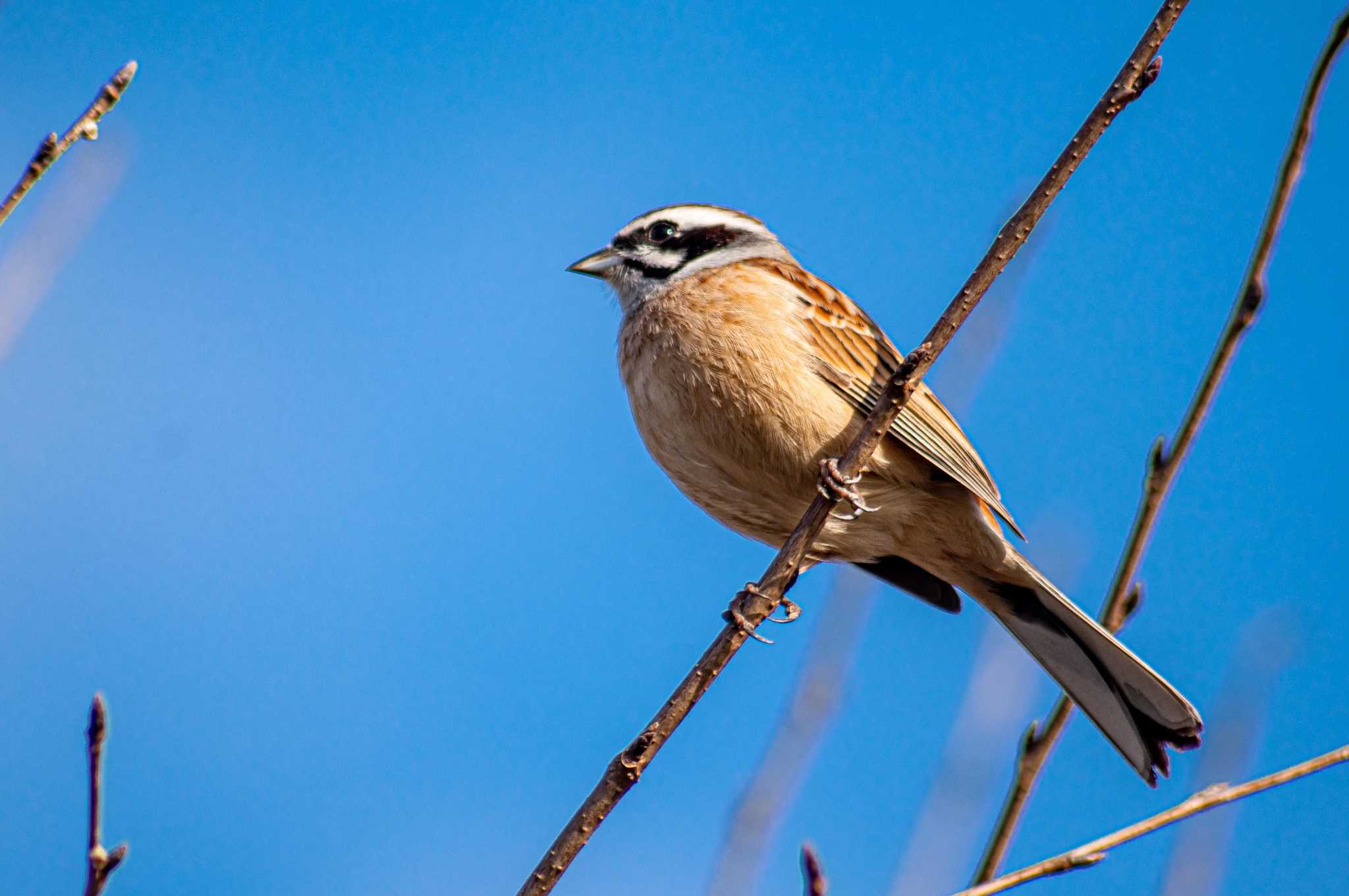 Photo of Meadow Bunting at 馬見丘陵公園 by tatsuya