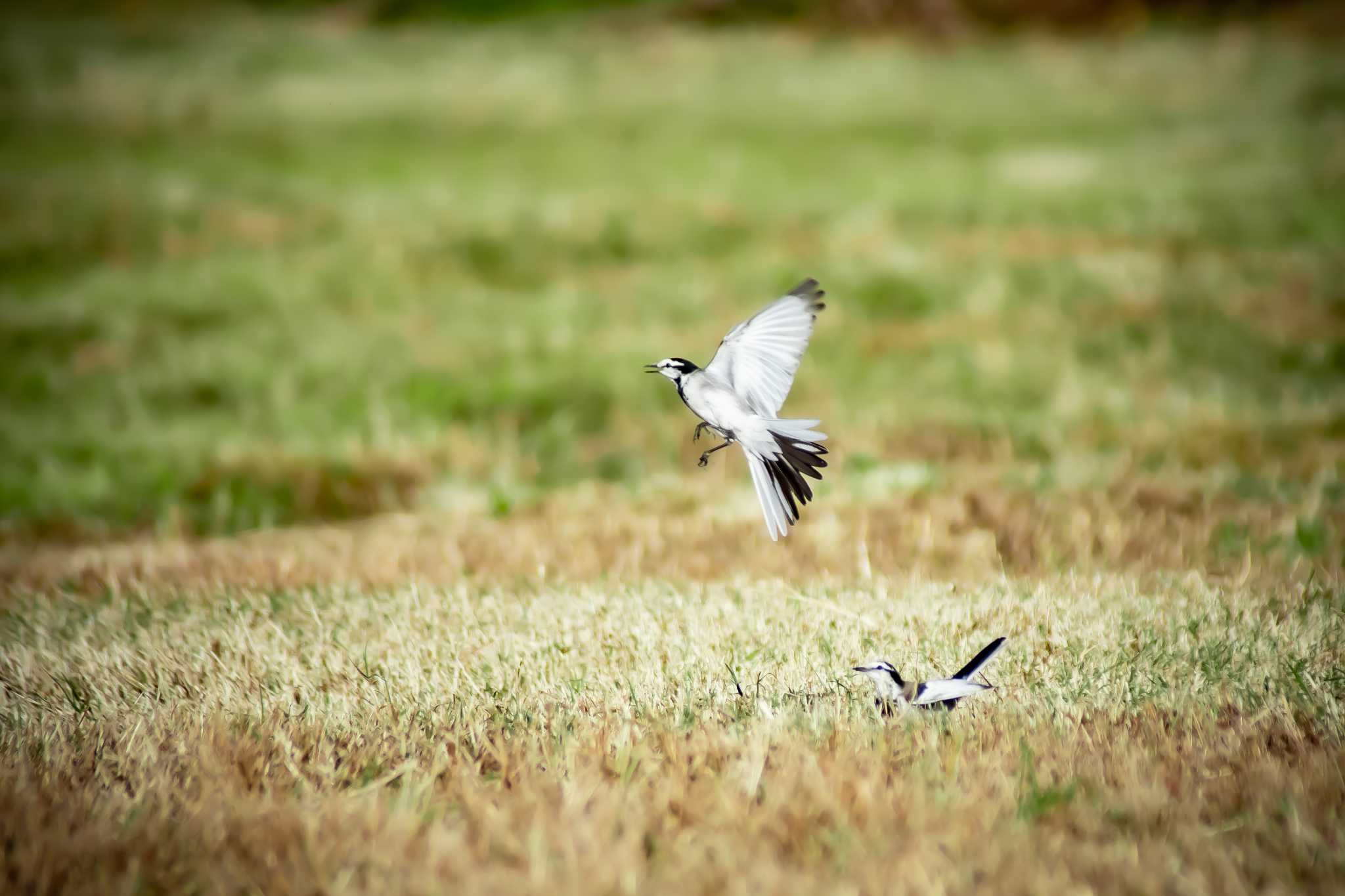 Photo of Wagtail at 古室山古墳 by tatsuya