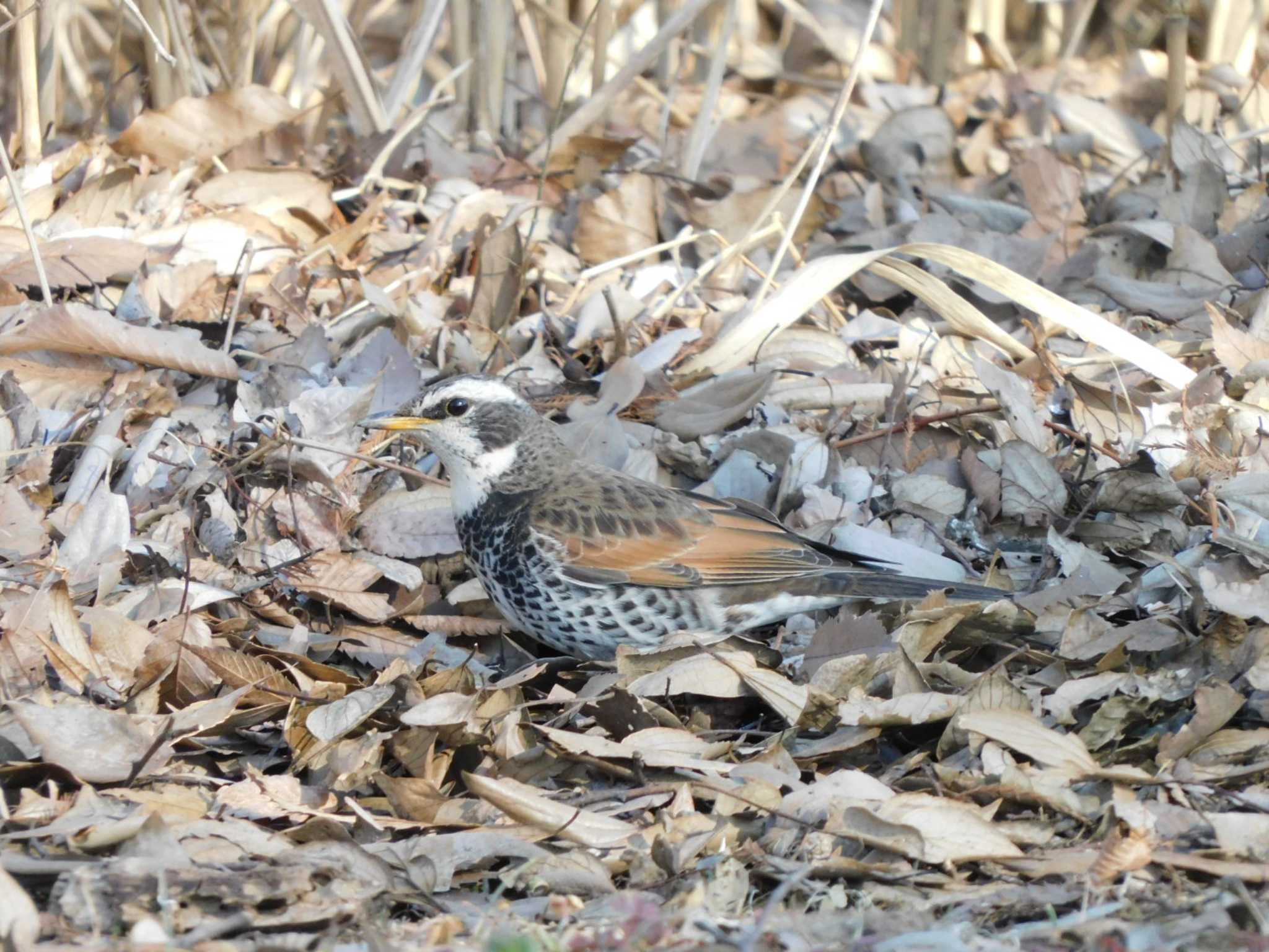 Dusky Thrush