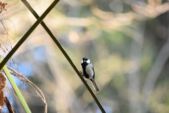 シジュウカラ 都立狭山公園 2021年2月23日(火)