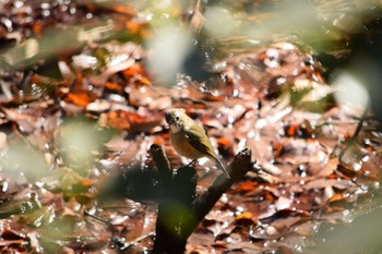 ルリビタキ 都立狭山公園 2021年2月23日(火)