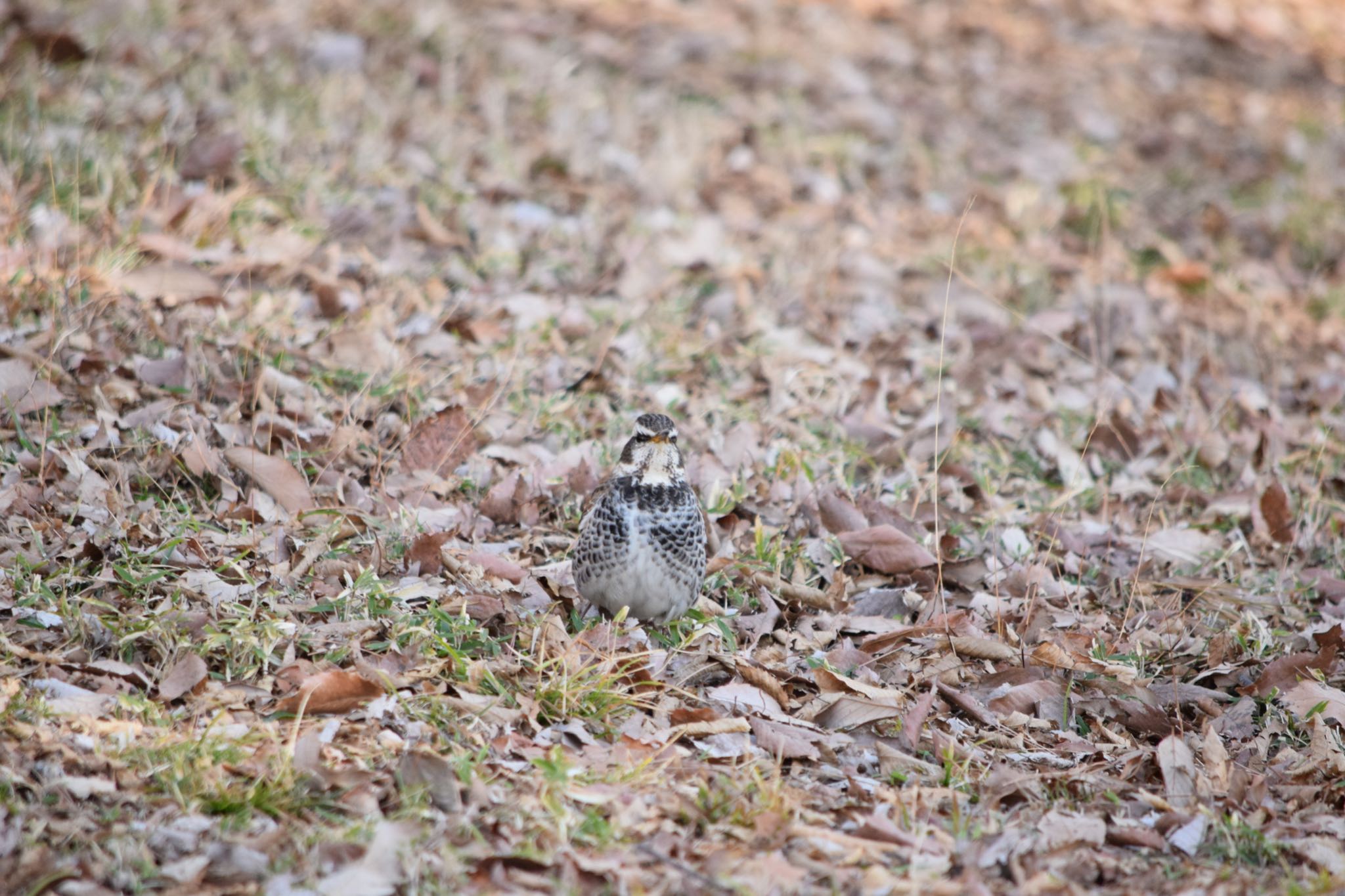 都立狭山公園 ツグミの写真 by naturedrop