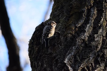 コゲラ 都立狭山公園 2021年2月23日(火)