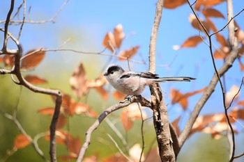 エナガ 都立狭山公園 2021年2月23日(火)