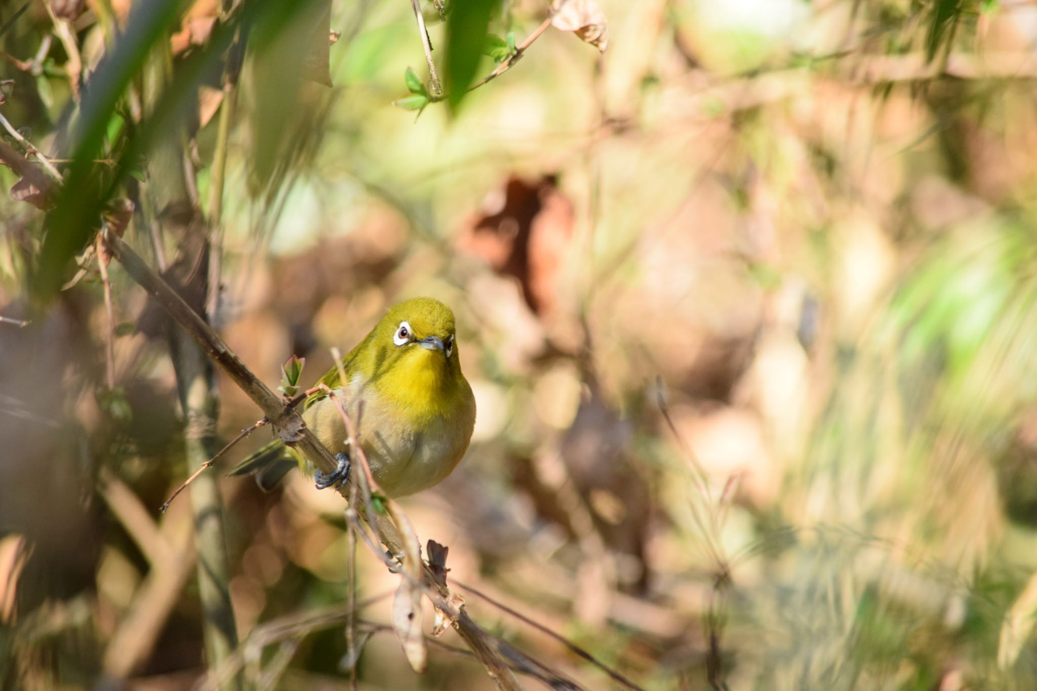 都立狭山公園 メジロの写真 by naturedrop