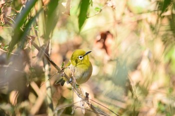 メジロ 都立狭山公園 2021年2月23日(火)