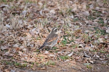 ツグミ 都立狭山公園 2021年2月23日(火)