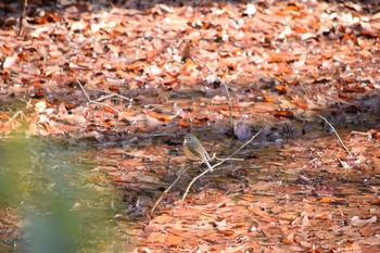 ルリビタキ 都立狭山公園 2021年2月23日(火)