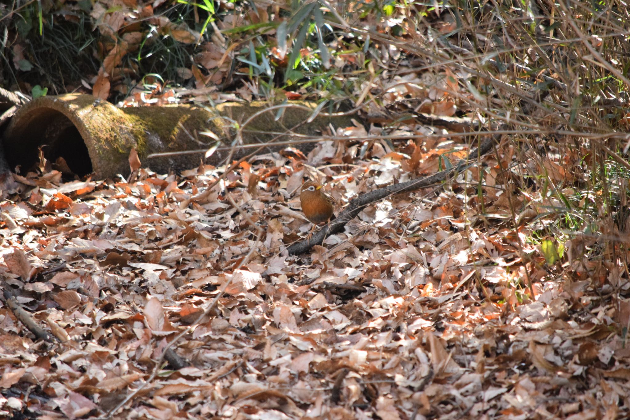 都立狭山公園 ガビチョウの写真 by naturedrop