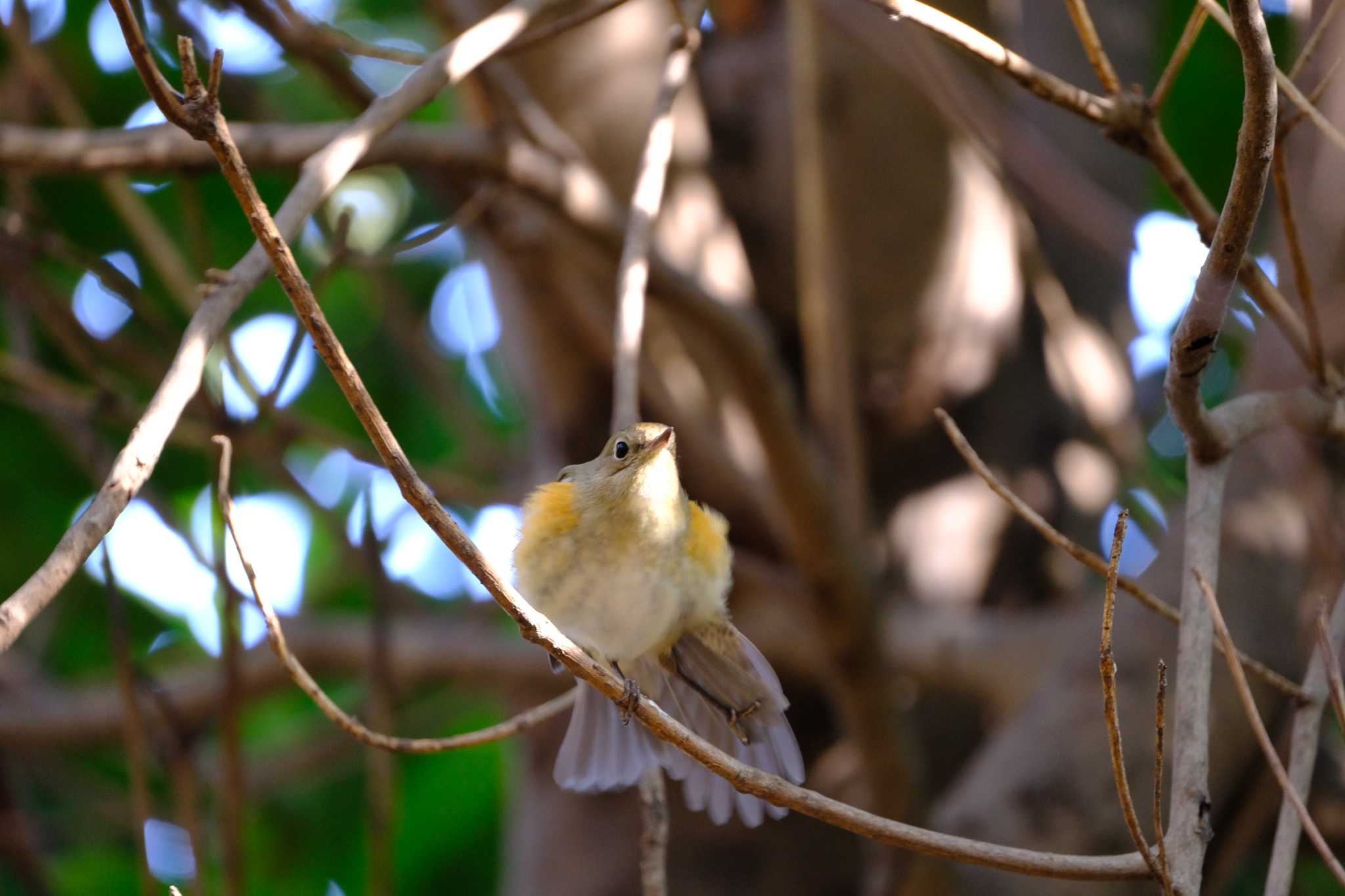 Photo of Red-flanked Bluetail at 東京都 by toru