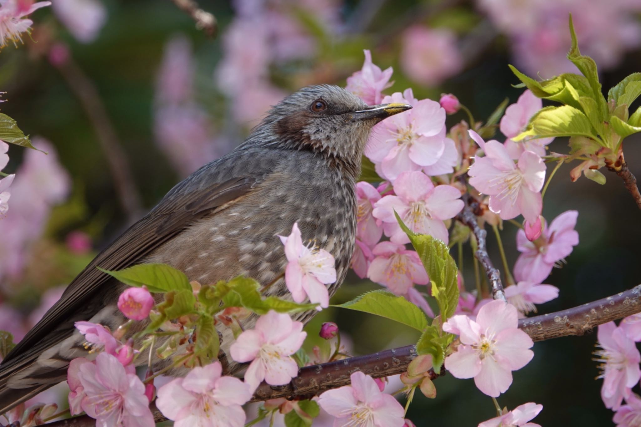 Photo of Brown-eared Bulbul at 東京都 by ひじり