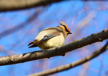 Japanese Waxwing Higashitakane Forest park Tue, 2/23/2021