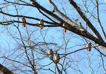 Japanese Waxwing Higashitakane Forest park Tue, 2/23/2021