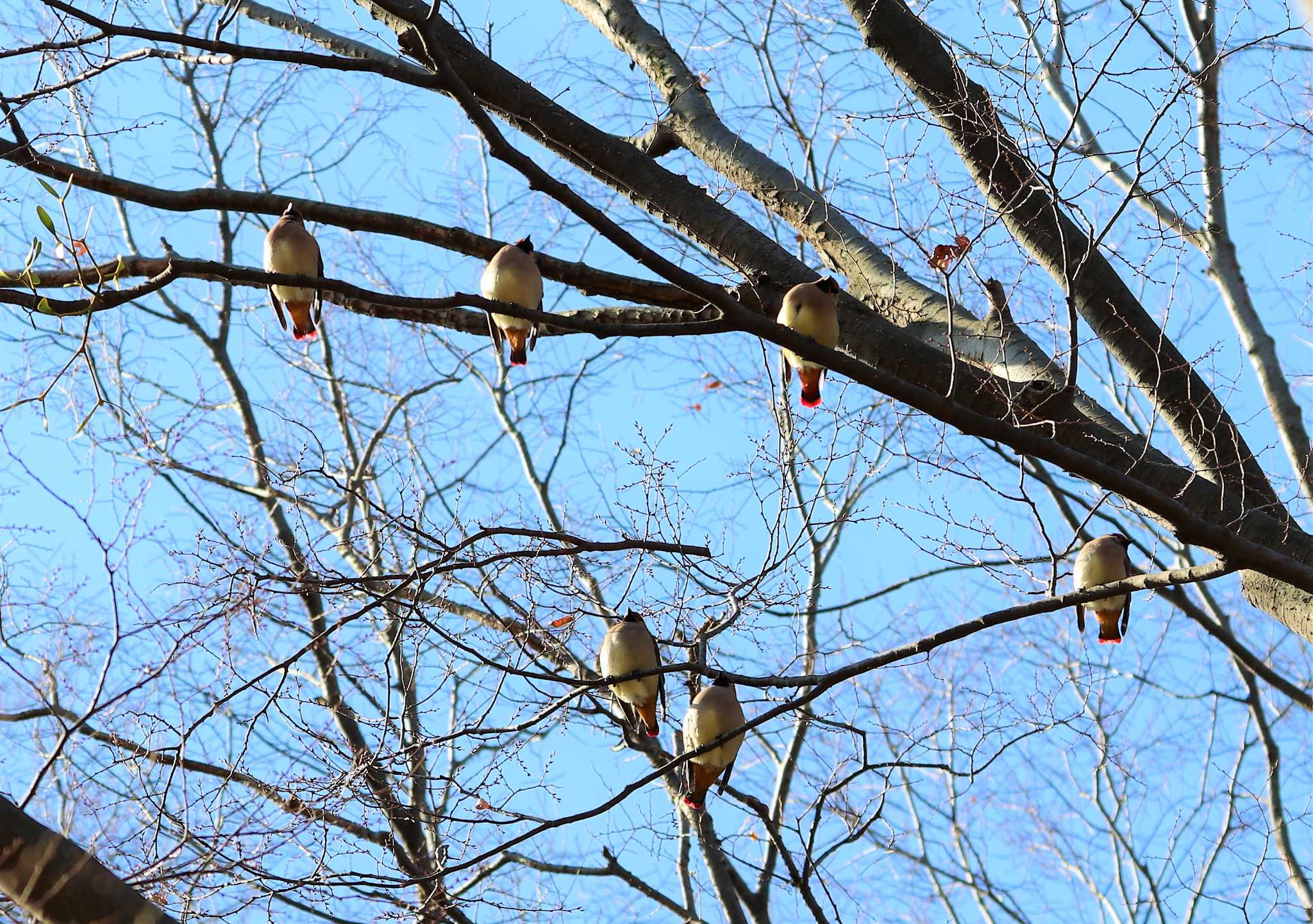 Photo of Japanese Waxwing at Higashitakane Forest park by らうんでる