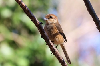 Bull-headed Shrike Higashitakane Forest park Tue, 2/23/2021