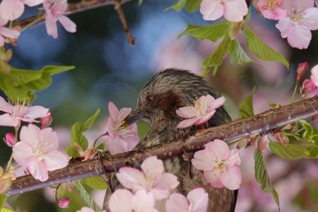 Brown-eared Bulbul 東京都 Tue, 2/23/2021