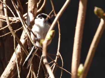 Long-tailed Tit Aobayama Park Tue, 2/23/2021