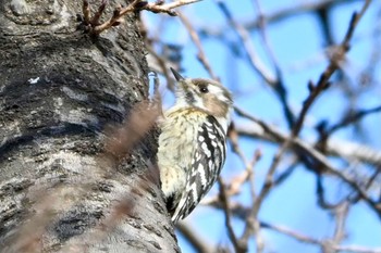 2021年2月23日(火) 大宮第二公園の野鳥観察記録