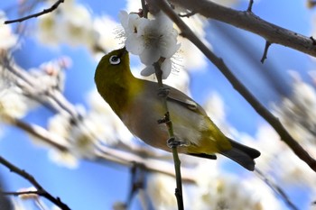 メジロ 大宮第二公園 2021年2月23日(火)