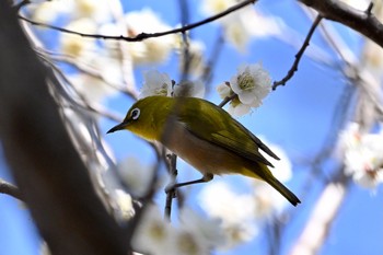 メジロ 大宮第二公園 2021年2月23日(火)