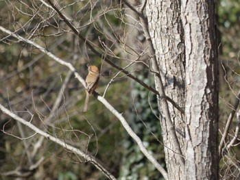 2021年2月23日(火) 舞岡公園の野鳥観察記録