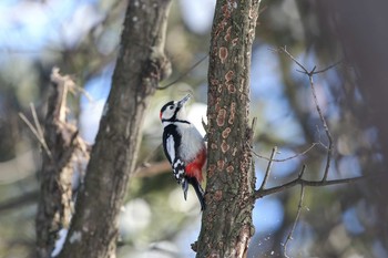 Great Spotted Woodpecker こまば木の広場 Sun, 1/8/2017