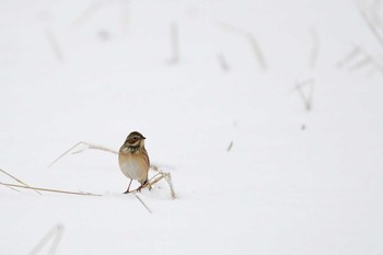 Chestnut-eared Bunting 鈴鹿市 Sun, 1/15/2017