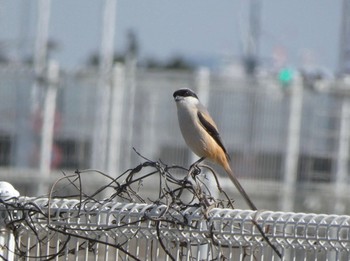 2021年2月23日(火) 大阪南港野鳥園の野鳥観察記録