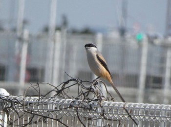 タカサゴモズ 大阪南港野鳥園 2021年2月23日(火)