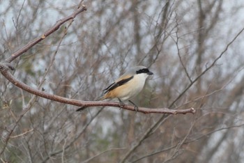 タカサゴモズ 大阪南港野鳥園 2021年2月23日(火)