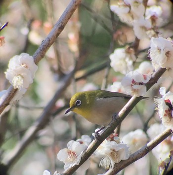 2021年2月23日(火) 三ツ池公園(横浜市鶴見区)の野鳥観察記録