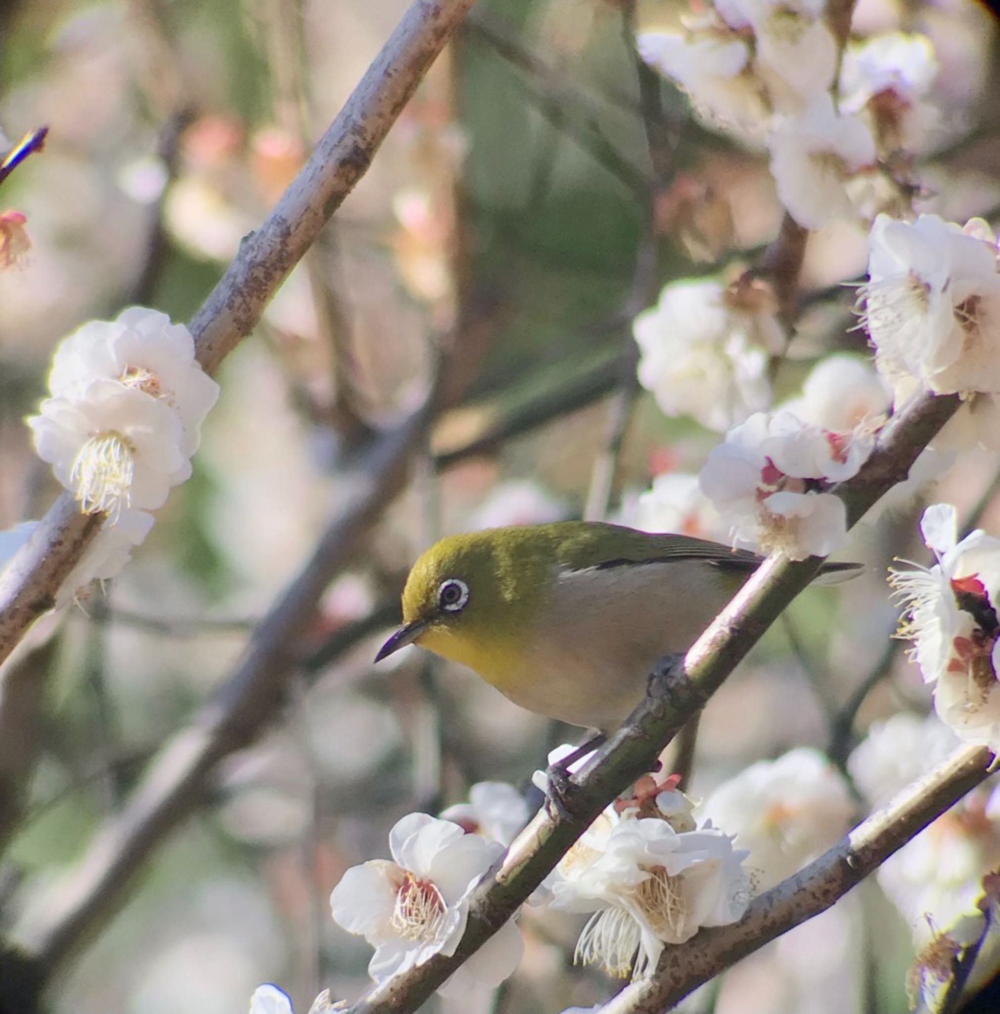 Warbling White-eye