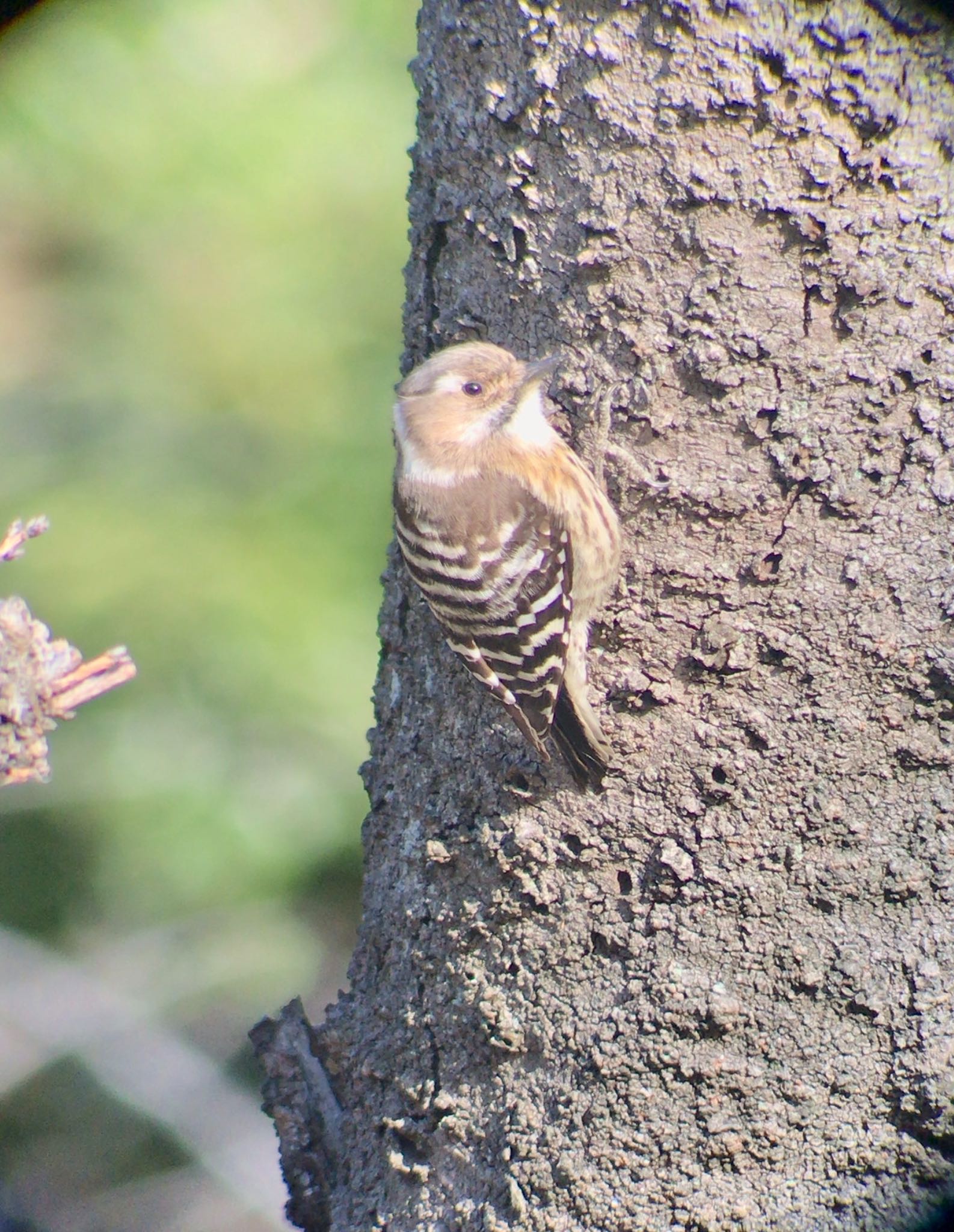 Photo of Japanese Pygmy Woodpecker at Mitsuike Park by Kuu