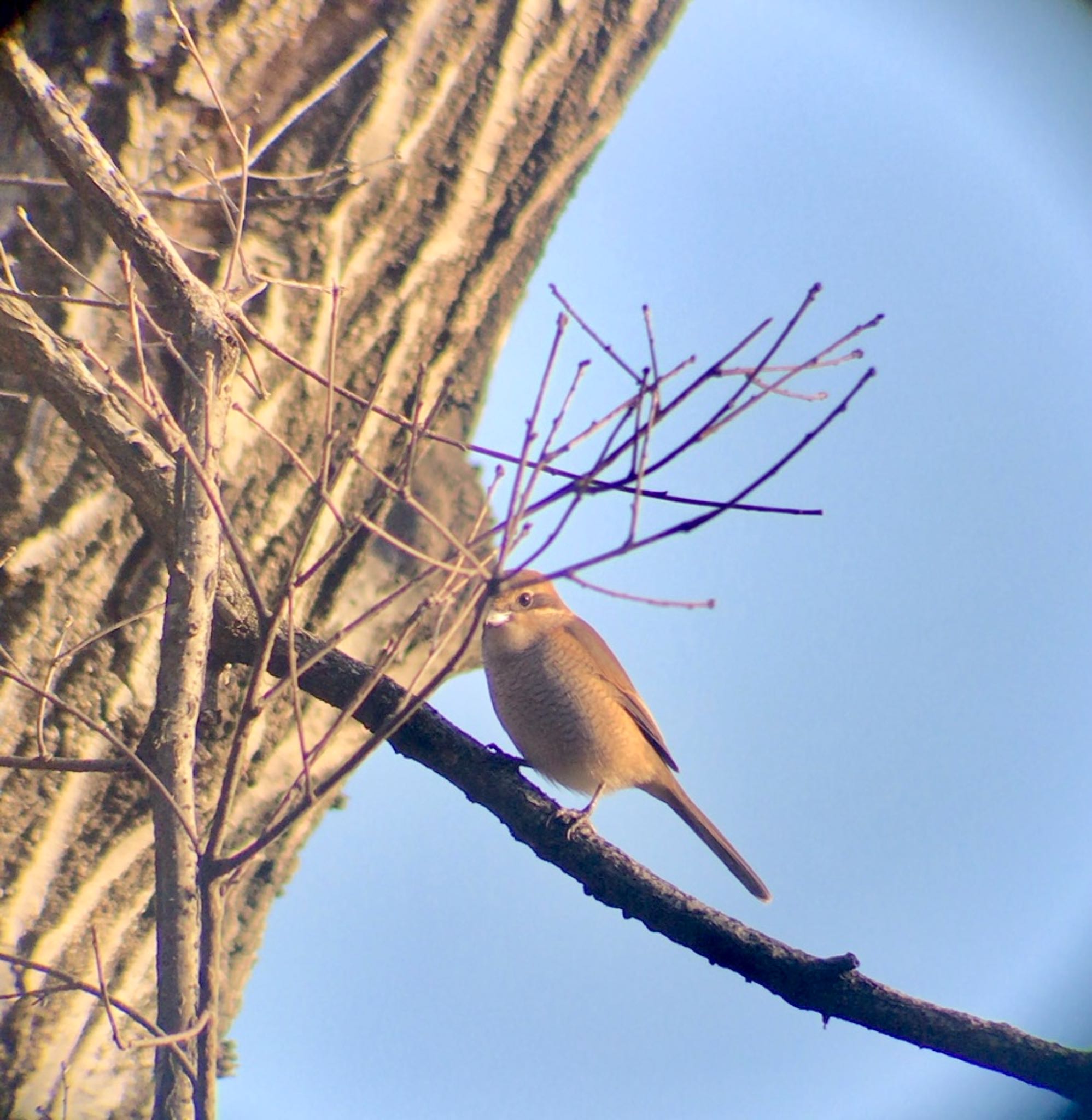 Bull-headed Shrike