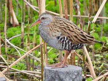 クイナ 平磯緑地公園 2021年2月23日(火)