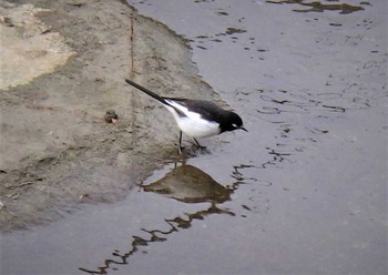 Japanese Wagtail 平瀬川 Tue, 2/23/2021